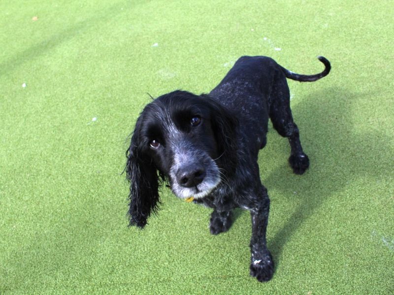 Cocker Spaniel for adoption in Evesham, Worcestershire – 11 years old - Image 3 of 5