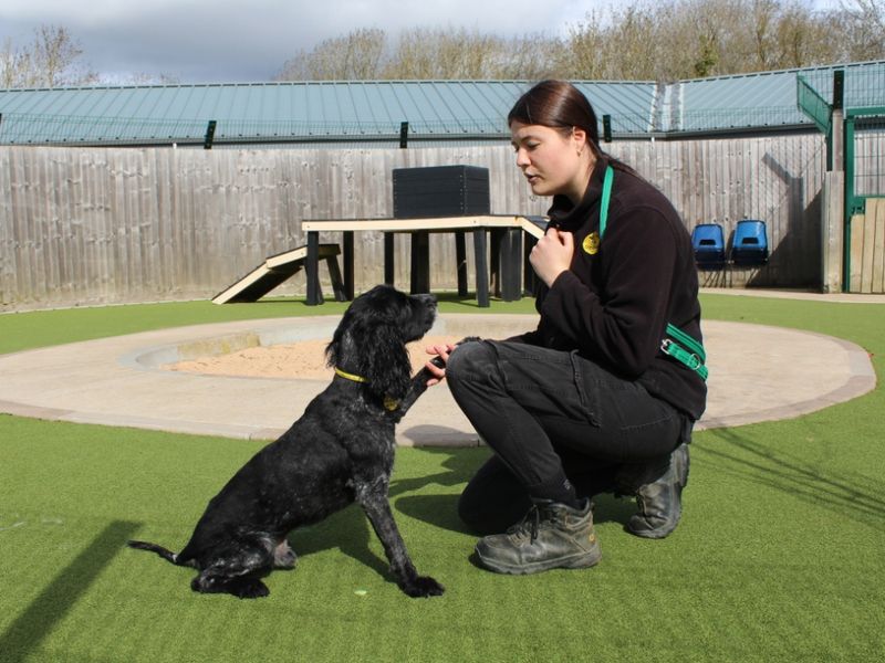 Cocker Spaniel for adoption in Evesham, Worcestershire – 11 years old - Image 5 of 5