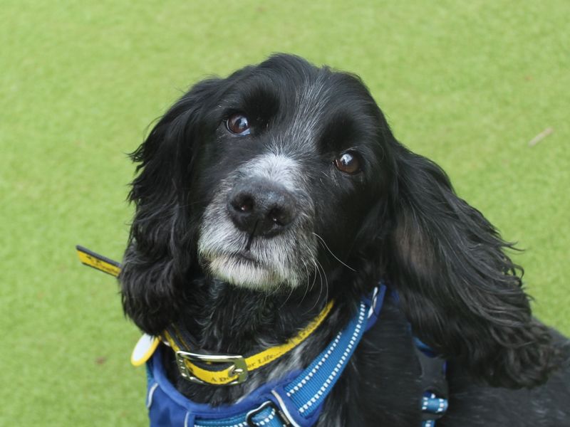 Diesel | Spaniel (Cocker) | Evesham (Worcestershire) - 1
