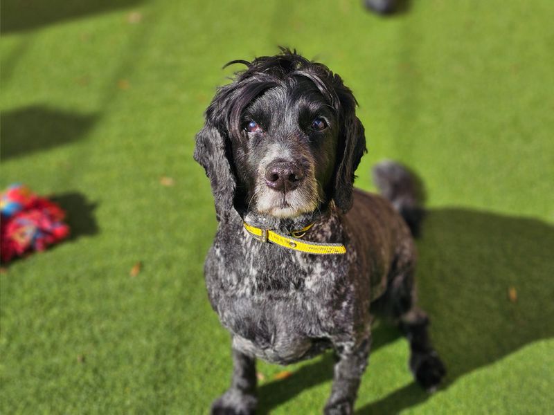 Diesel | Spaniel (Cocker) | Evesham (Worcestershire) - 1