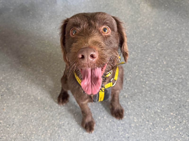 Hugo | Retriever (Labrador) Cross | Basildon (Essex) - 1
