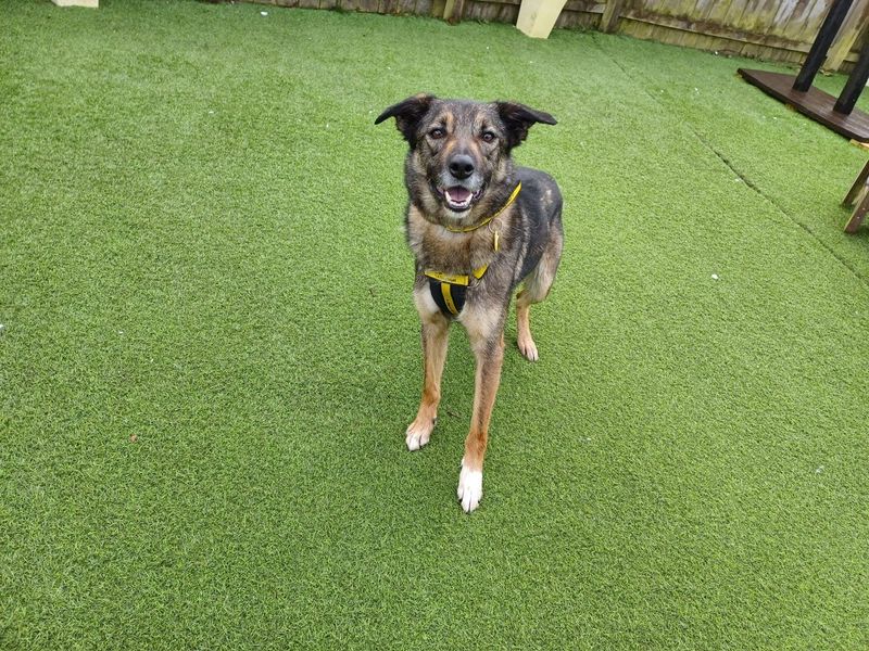 Ozzy for sale in West Calder, West Lothian | Image 2
