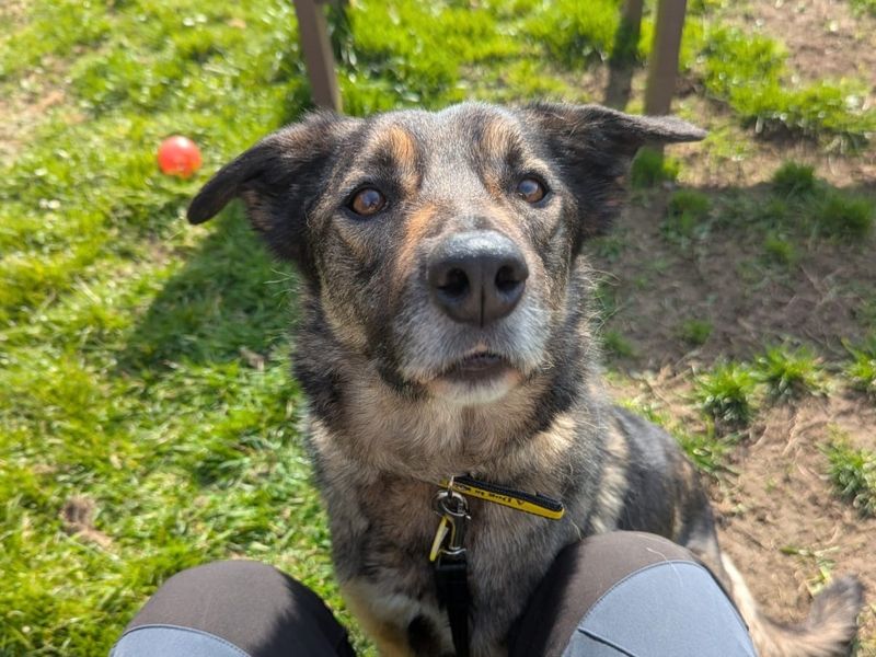 Ozzy for sale in West Calder, West Lothian | Image 3