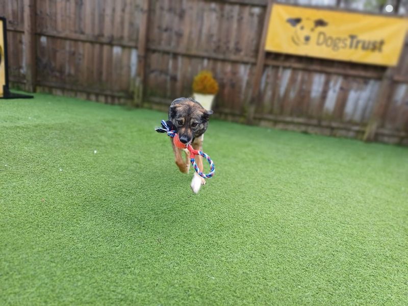 Border Collie for adoption in West Calder, West Lothian – 4 years old - Image 4 of 4