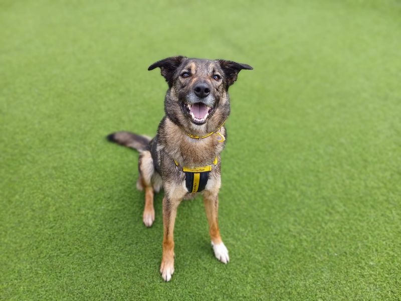 Ozzy for sale in West Calder, West Lothian
