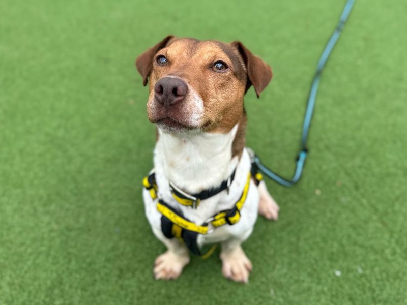 Jack Russell Terrier for adoption in Telford, Shropshire – 3 years old - Image 2 of 2