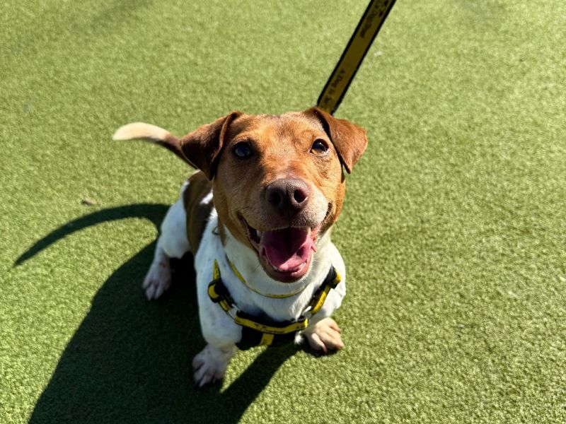 Ronnie for sale in Telford, Shropshire