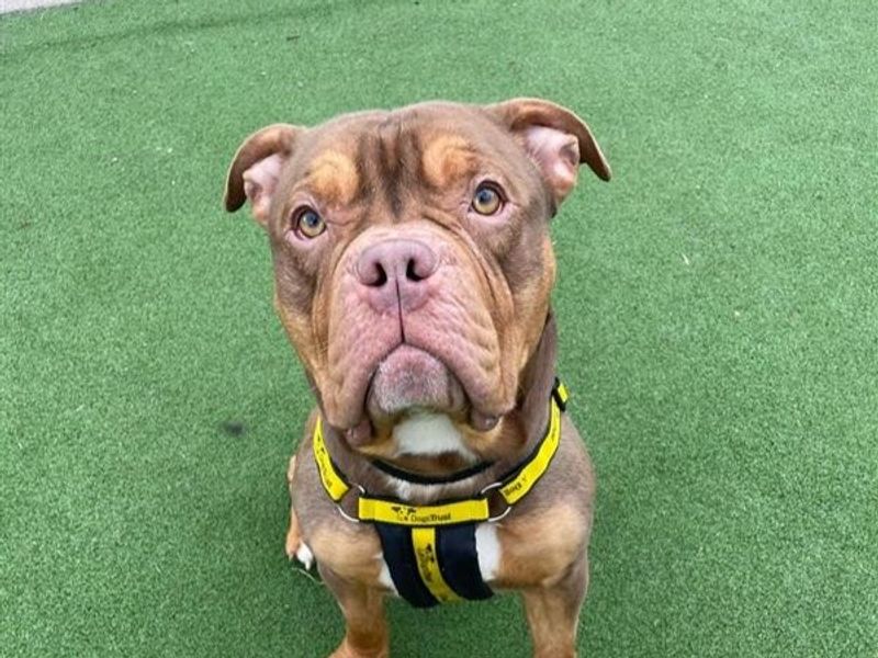 English Bulldog for adoption in Telford, Shropshire – 2 years old - Image 2 of 3