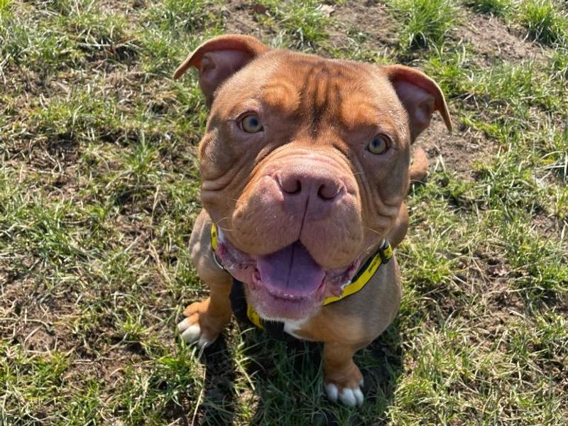 Hugo for sale in Telford, Shropshire