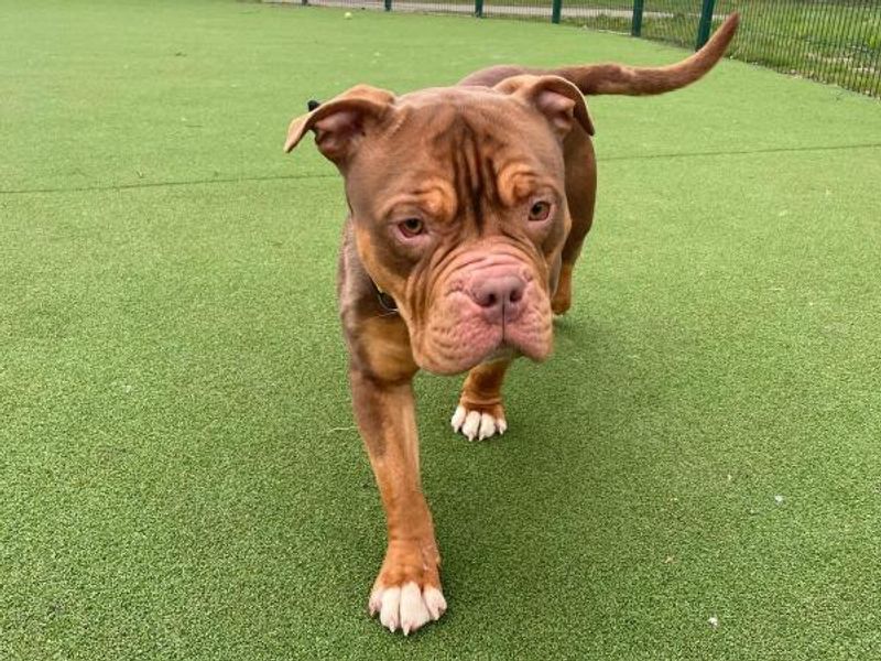 English Bulldog for adoption in Telford, Shropshire – 2 years old - Image 3 of 3