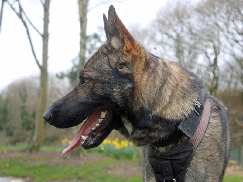 Maverick for sale in Liverpool, Merseyside
