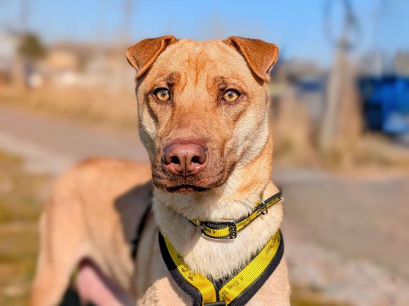 German Shepherd for adoption in Cardiff – 2 years old - Image 4 of 4