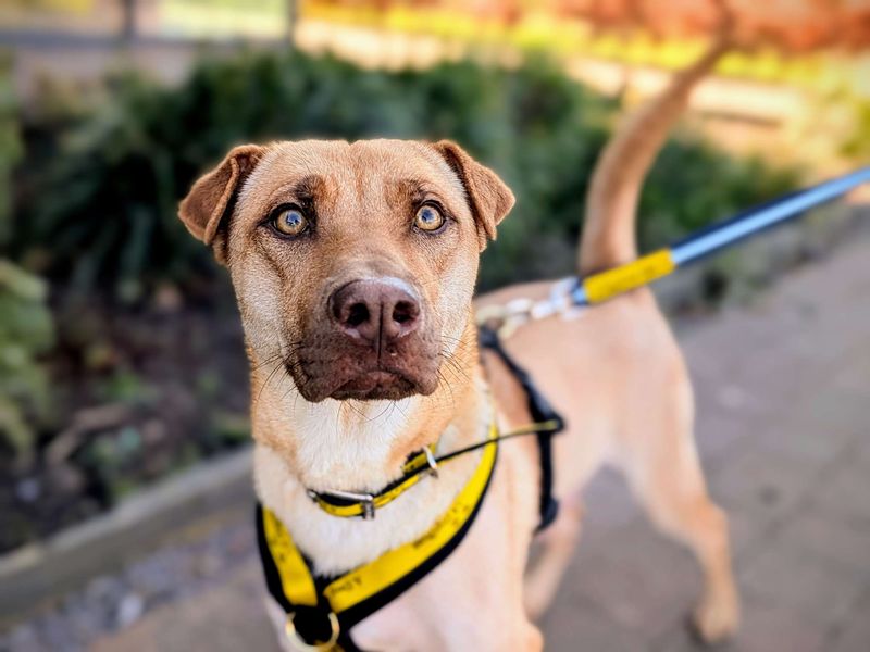 German Shepherd for adoption in Cardiff – 2 years old - Image 2 of 4