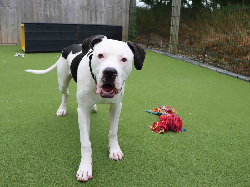 American Bulldog for adoption in Sadberge, Co Durham – 6 months old