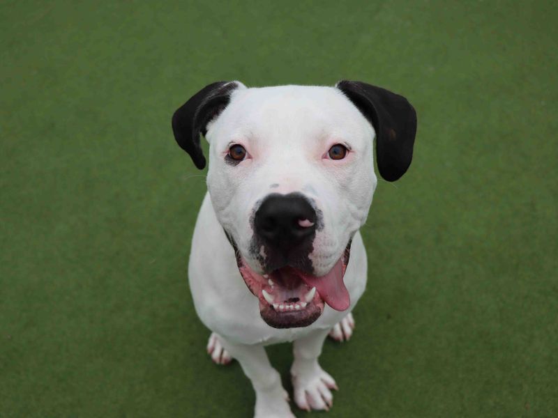 American Bulldog for adoption in Sadberge, Co Durham – 6 months old - Image 2 of 2