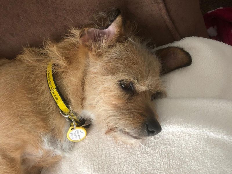 Angel | Terrier (Jack Russell) Cross | Basildon (Essex) - 1