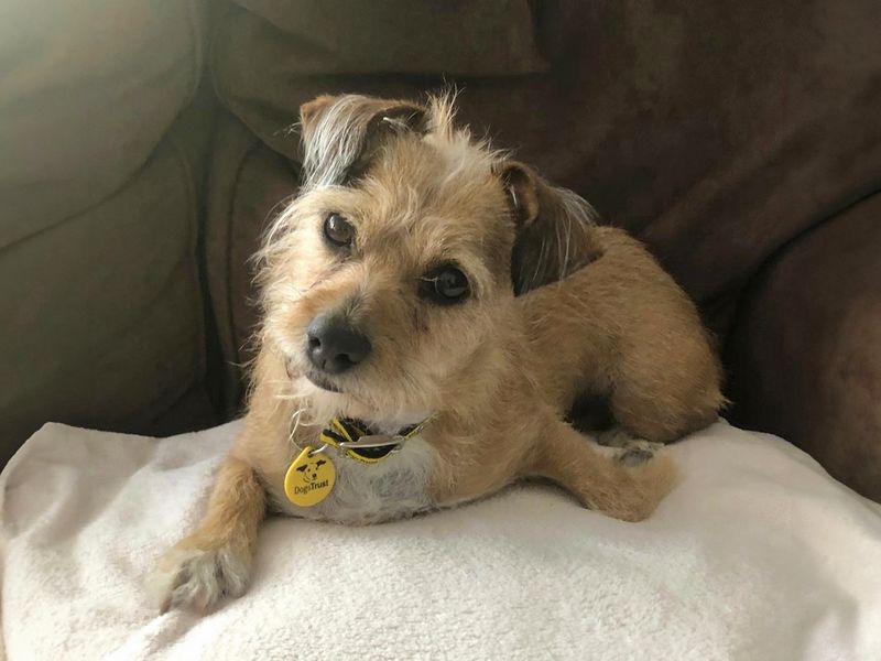 Jack Russell for adoption in Wickford, Essex – 8 years old - Image 2 of 3