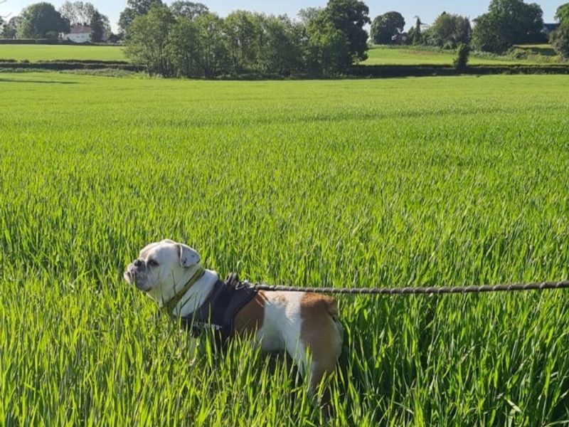 Vinnie for sale in Telford, Shropshire
