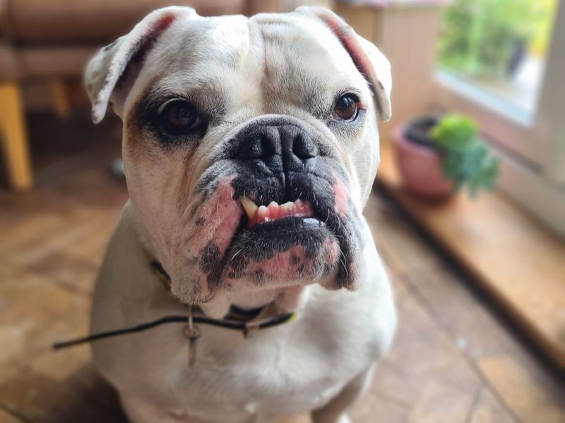 Vinnie | Bulldog Cross | Shrewsbury (Shropshire) - 1