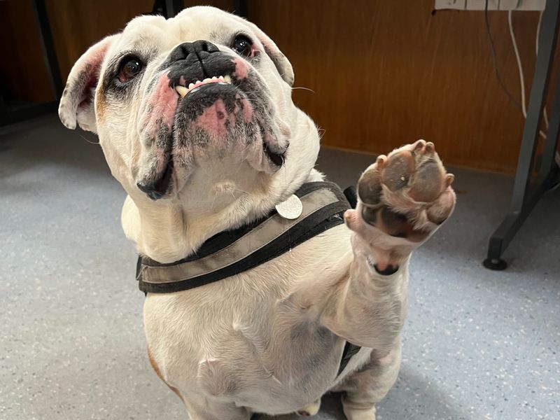 Vinnie | Bulldog Cross | Shrewsbury (Shropshire) - 1