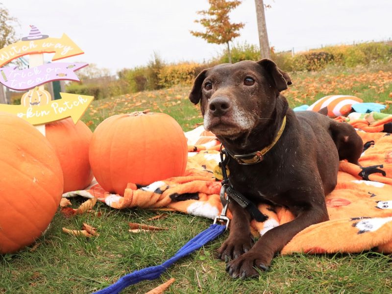 Trevor, a 8 years old male Crossbreed available for adoption from Dogs Trust in Evesham, West Midlands