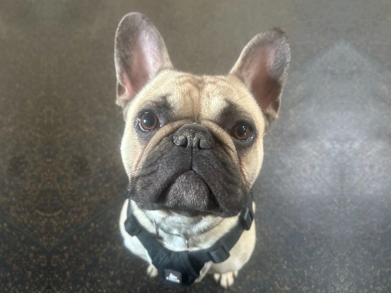 Rex for sale in Telford, Shropshire