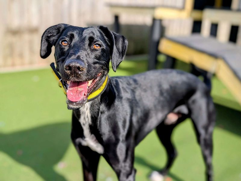Cody | Lurcher Cross | Cardiff - 1