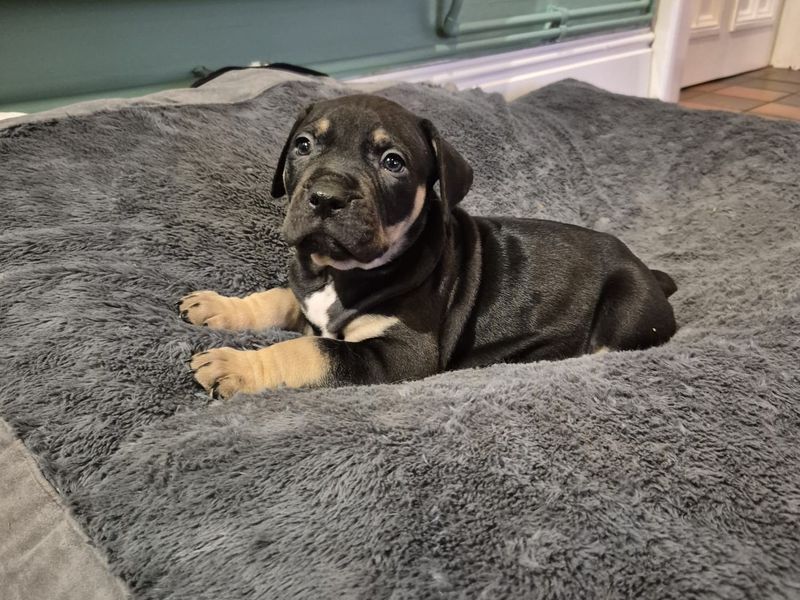 Frodo for sale in Mid Glamorgan, Wales