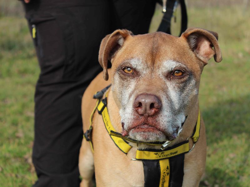 Hector for sale in Newbury, Berks | Image 4