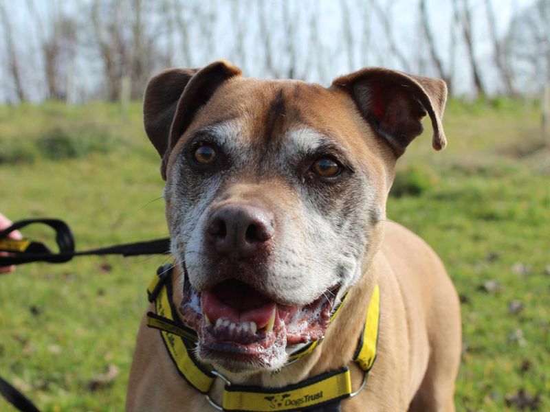 Hector for sale in Newbury, Berks
