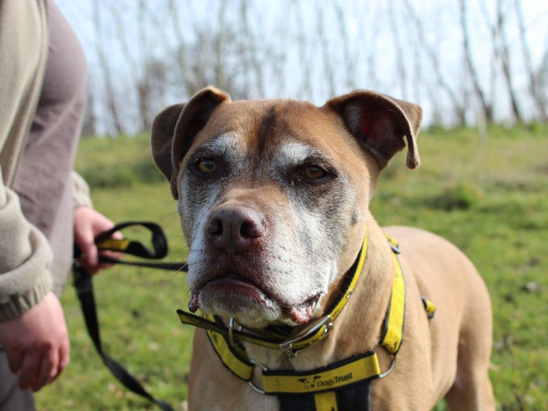 Hector for sale in Newbury, Berks | Image 3