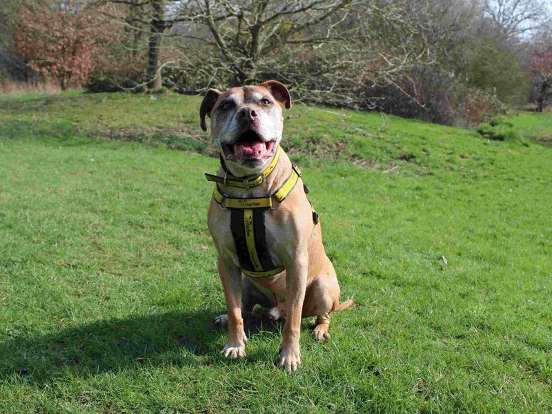 Hector for sale in Newbury, Berks | Image 2