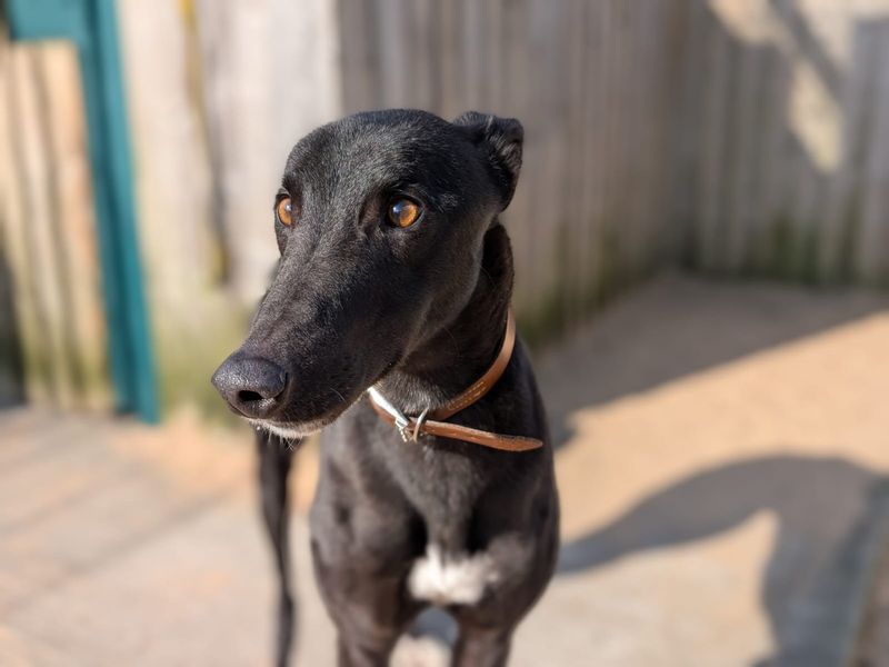 Greyhound for adoption in Manchester, Greater Manchester – 4 years old
