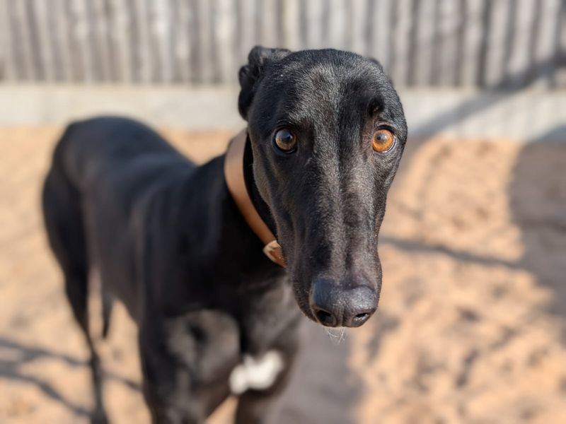 Greyhound for adoption in Manchester, Greater Manchester – 5 years old - Image 3 of 4