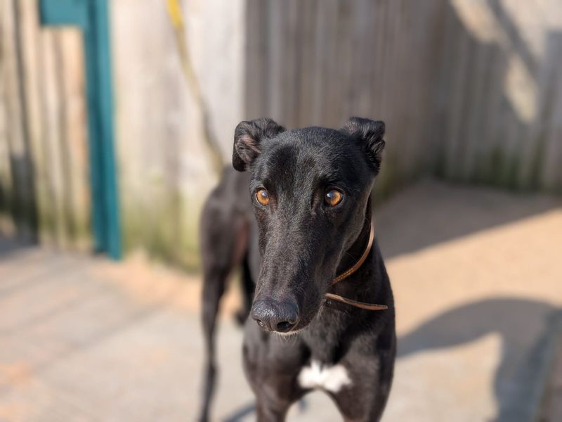 Greyhound for adoption in Manchester, Greater Manchester – 5 years old - Image 4 of 4