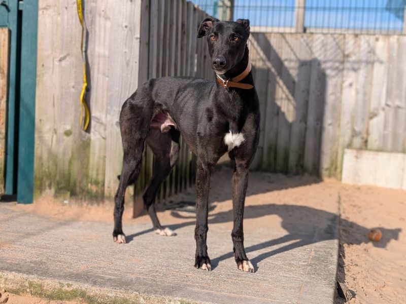 Greyhound for adoption in Manchester, Greater Manchester – 5 years old - Image 2 of 4