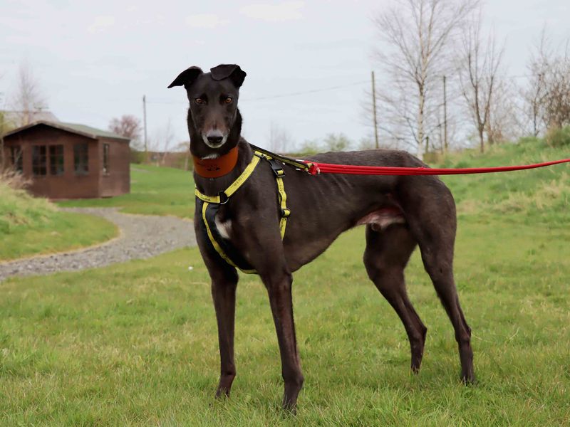 Oliver - Image 4 of 4