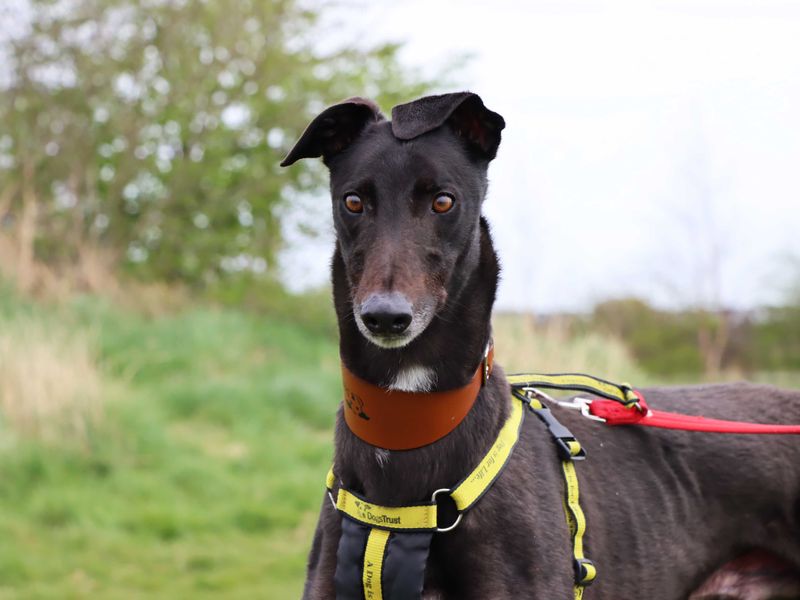 Oliver - Image 2 of 4