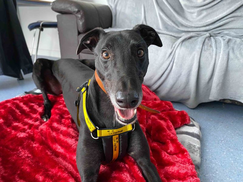 Oliver | Greyhound | Darlington - 1
