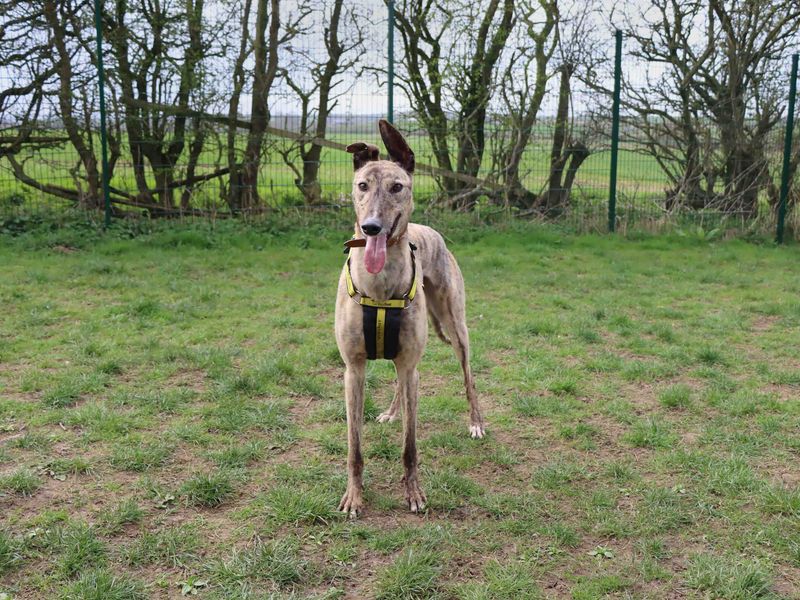 Greyhound for adoption in Sadberge, Co Durham – 5 years old - Image 3 of 3