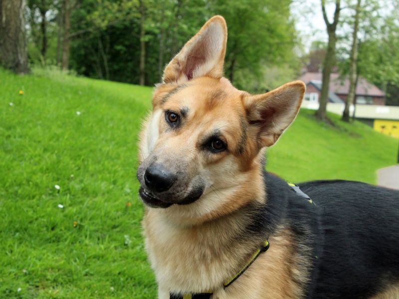 German Shepherd Dogs And Puppies For Adoption, Rehoming And Rescue In Stockton, Herefordshire