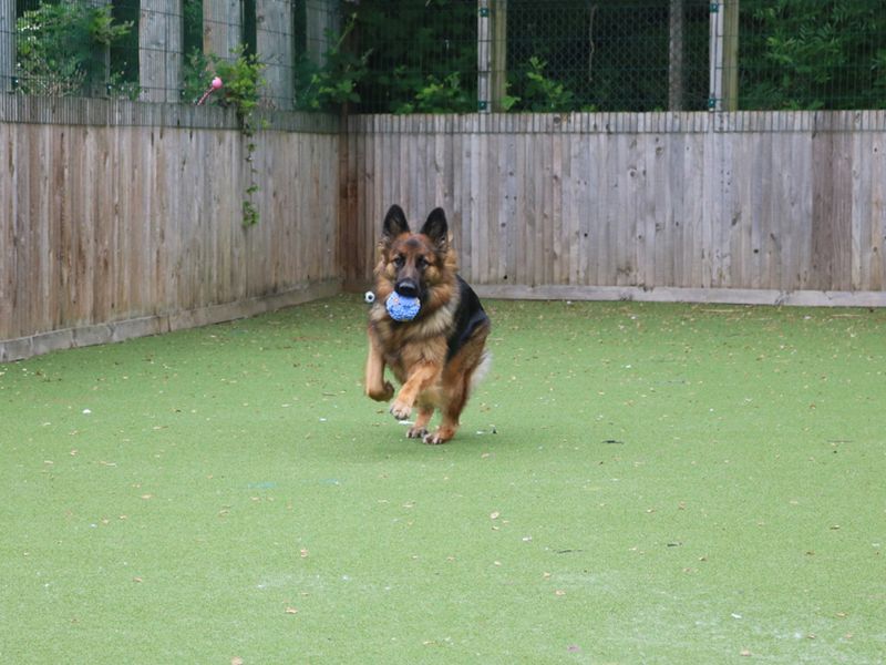 German Shepherd for adoption in Liverpool, Merseyside – 6 years old - Image 3 of 3