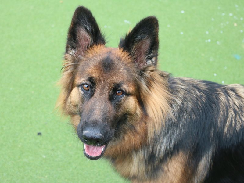 German Shepherd for adoption in Liverpool, Merseyside – 6 years old - Image 2 of 3