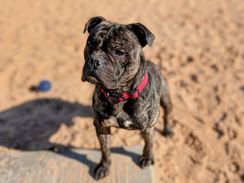 Staffordshire Bull Terrier for adoption in Cardiff / Caerdydd, South Glamorgan – 1 year old - Image 5 of 6