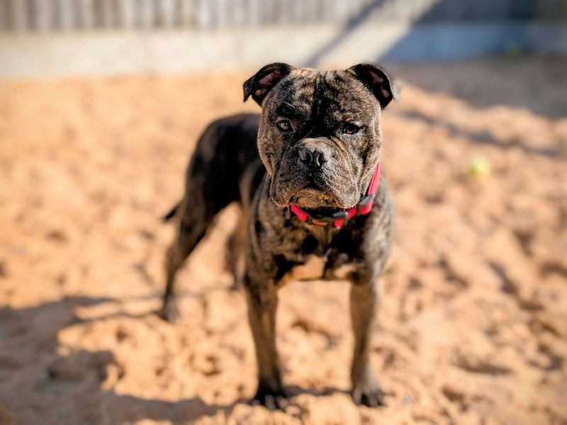 Staffordshire Bull Terrier for adoption in Cardiff / Caerdydd, South Glamorgan – 1 year old - Image 3 of 6