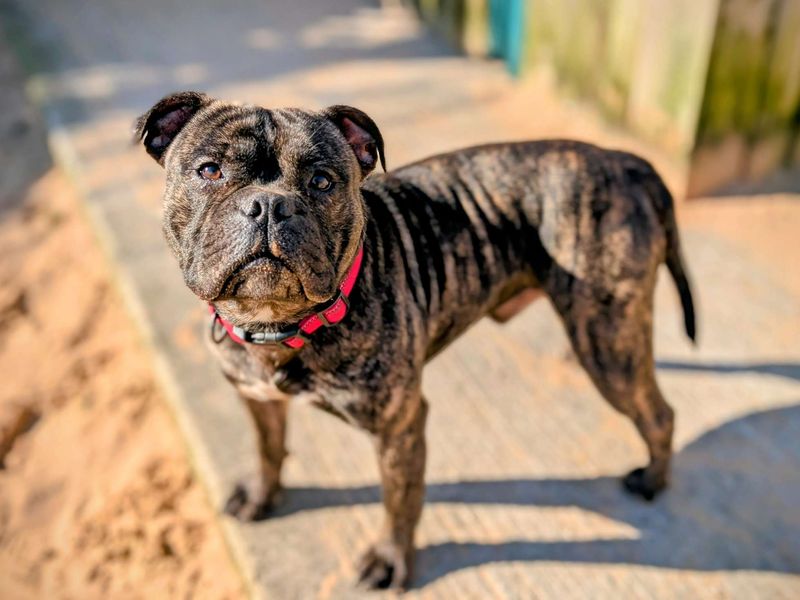 Staffordshire Bull Terrier for adoption in Cardiff / Caerdydd, South Glamorgan – 1 year old - Image 4 of 6