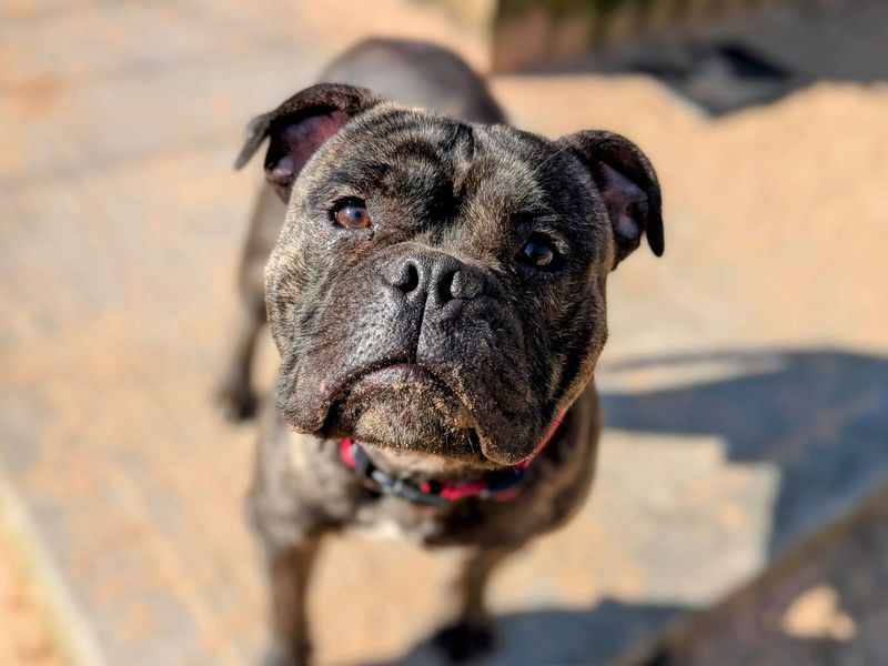 Staffordshire Bull Terrier for adoption in Cardiff / Caerdydd, South Glamorgan – 1 year old - Image 6 of 6