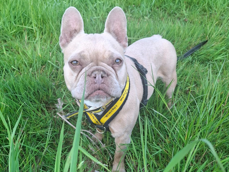Lisa for sale in Telford, Shropshire