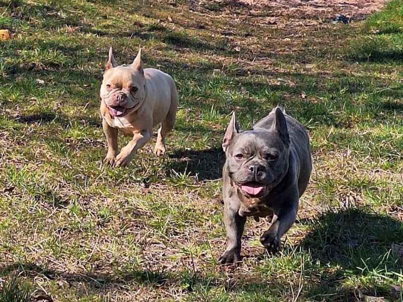 French Bulldog for adoption in Telford, Shropshire – 5 years old - Image 2 of 2
