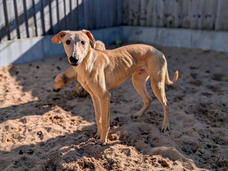 Greyhound for adoption in Cardiff – 1 year old - Image 3 of 4